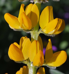 Lupinus luteus