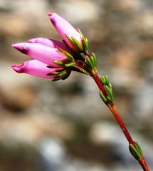 Erica daphniflora daphniflora