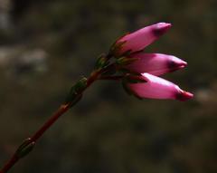 Erica daphniflora daphniflora