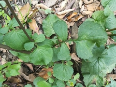 Packera coahuilensis