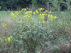 Silphium perfoliatum