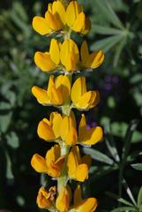 Lupinus luteus