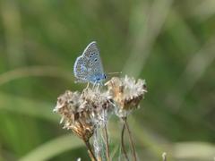 Aricia artaxerxes allous