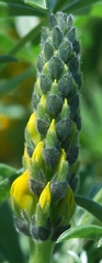 Lupinus luteus
