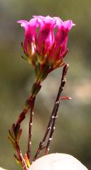 Erica daphniflora daphniflora