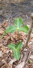 Trillium viridescens