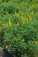Lupinus luteus