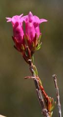Erica daphniflora daphniflora