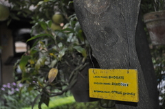 Citrus maxima