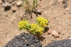 Lepidium flavum