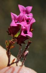Erica daphniflora daphniflora
