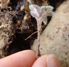 Pelargonium articulatum
