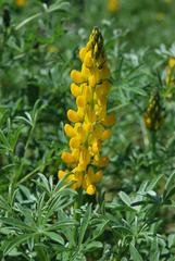 Lupinus luteus