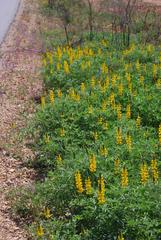Lupinus luteus