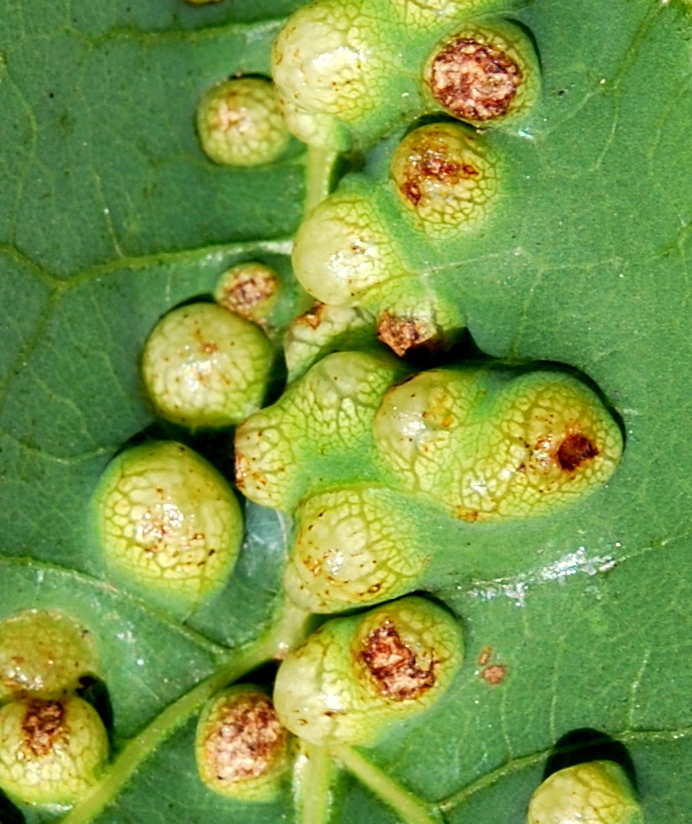 Quadrastichus