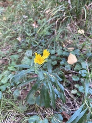 Hieracium umbellatum