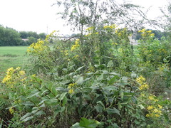 Silphium perfoliatum