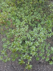 Rhododendron
