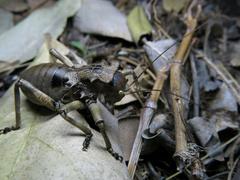 Enyaliopsis transvaalensis