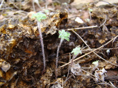 Pelargonium articulatum