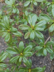 Rhododendron
