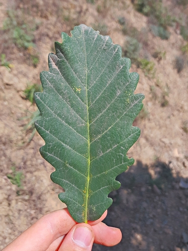 Image of Quercus macranthera by (c) ㅤ‌, some rights reserved (CC BY)