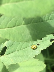 Psyllobora vigintiduopunctata