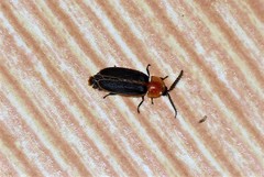 Pyrocoelia praetexta