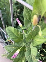 Convolvulus arvensis