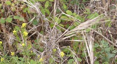 Galactites tomentosus