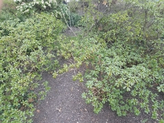 Rhododendron
