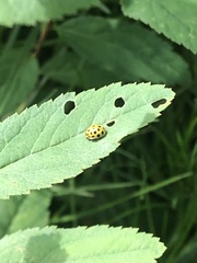 Psyllobora vigintiduopunctata