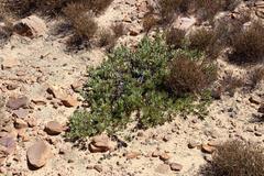 Leucadendron glaberrimum glaberrimum