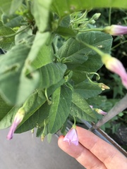 Convolvulus arvensis