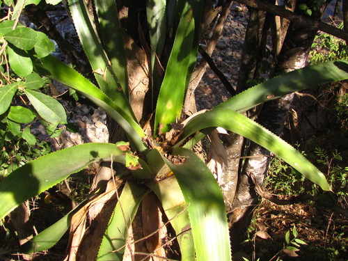 Aechmea mcvaughii, photograph 3