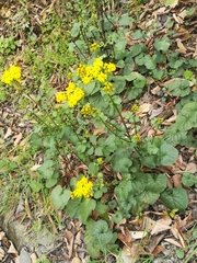 Packera coahuilensis