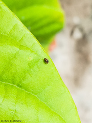 Scymnobius galapagoensis