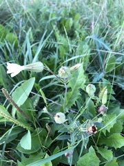 Silene latifolia