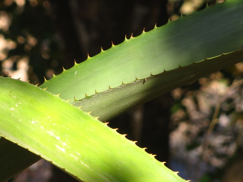 Aechmea mcvaughii, photograph 1