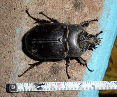 Strategus oblongus