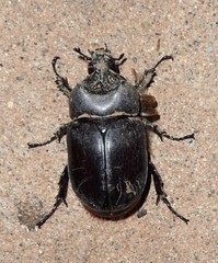 Strategus oblongus