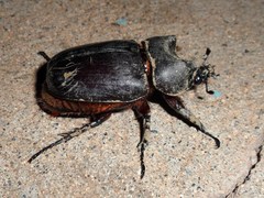 Strategus oblongus