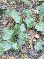 Hedera helix