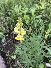 Linaria vulgaris