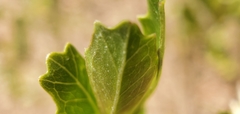 Baccharis dracunculifolia