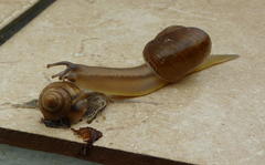 Natalina cafra