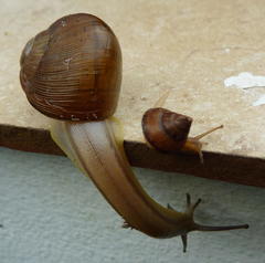 Natalina cafra