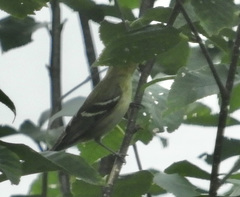 Setophaga castanea