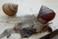 Natalina cafra