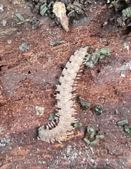 Polydesmus complanatus